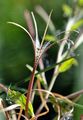 Vierkantiges Weidenröschen - Epilobium tetragonum L.
