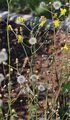 Tussock Hawkweed - Hieracium lachenalii Suter