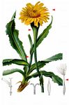 Einköpfiges Ferkelkraut - Hypochaeris uniflora Vill. 