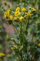 Jakobsgreiskraut - Jacobaea vulgaris Gaertn.