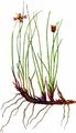 Gämsen-Binse - Juncus jacquinii L.
