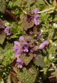 Purpurrote Taubnessel - Lamium purpureum L.