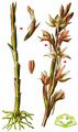 Violet Limodore - Limodorum abortivum (L.) Sw.