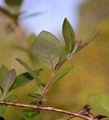 Honeysuckle - Lonicera periclymenum L.