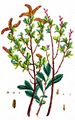 Gewöhnlicher Gagelstrauch - Myrica gale L.