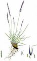Borstgras - Nardus stricta L.