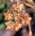 Strahlen-Breitsame - Orlaya grandiflora (L.) Hoffm.