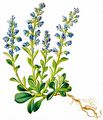 Voralpen-Kreuzblümchen - Polygala alpestris Rchb.
