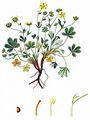 Spring Cinquefoil - Potentilla tabernaemontani Asch.