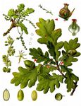 Stiel-Eiche - Quercus robur L. 