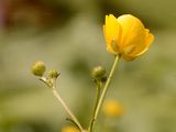 Meadow Buttercup - Ranunculus acris L.