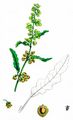 Curled Dock - Rumex crispus L.