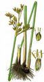 Common Club-Rush - Schoenoplectus lacustris (L.) Palla
