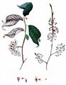European White-Elm - Ulmus laevis Pall.
