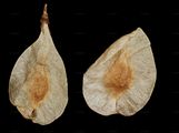 Common Elm - Ulmus minor Mill.