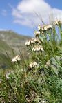  - Achillea erba-rotta All. 