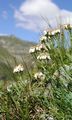  - Achillea erba-rotta All.