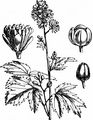 Baneberry - Actaea spicata L.