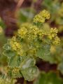  - Alchemilla lunaria S. E. Fröhner