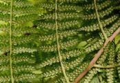 Wald-Frauenfarn - Athyrium filix-femina (L.) Roth