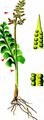 Moonwort - Botrychium lunaria (L.) Sw.