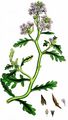 Sea Rocket - Cakile maritima Scop.