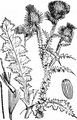 Spiny Plumeless Thistle - Carduus acanthoides L.