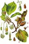 Rot-Buche - Fagus sylvatica L. 