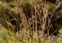 Amethyst-Schwingel - Festuca amethystina L. 