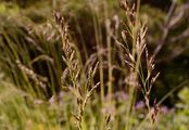 Tufted Fescue - Festuca amethystina L.