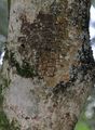 Blumen-Esche - Fraxinus ornus L.