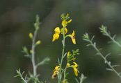 Petty Whin - Genista anglica L.