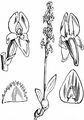 Sumpf-Weichwurz - Hammarbya paludosa (L.) Kuntze
