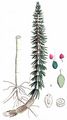 Mare's-Tail - Hippuris vulgaris L.