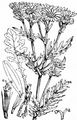 Jakobsgreiskraut - Jacobaea vulgaris Gaertn.