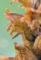 Alsace Broomrape - Orobanche alsatica Kirschl.