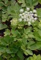 Masterwort - Peucedanum ostruthium (L.) W. D. J. Koch