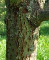 Goat Willow - Salix caprea L.