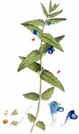 Sumpf-Helmkraut - Scutellaria galericulata L. 