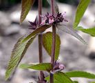 Alpen-Ziest - Stachys alpina L.
