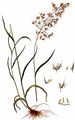 Wiesen-Goldhafer - Trisetum flavescens (L.) P. Beauv.