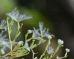 Dreiblättriger Baldrian - Valeriana tripteris L.