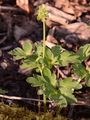 Moschuskraut - Adoxa moschatellina L.