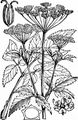 Giersch - Aegopodium podagraria L.