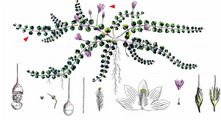 Bog Pimpernel - Anagallis tenella (L.) L.