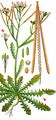 Sand Rock-Cress - Arabidopsis arenosa (L.) Lawalrée