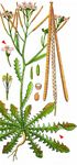 Sand-Schmalwand - Arabidopsis arenosa (L.) Lawalrée 