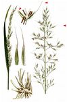 Gewöhnlicher Glatthafer - Arrhenatherum elatius (L.) J. Presl & C. Presl 