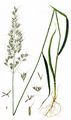 Gewöhnlicher Glatthafer - Arrhenatherum elatius (L.) J. Presl & C. Presl