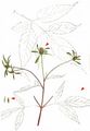 Beggarticks - Bidens frondosus L.